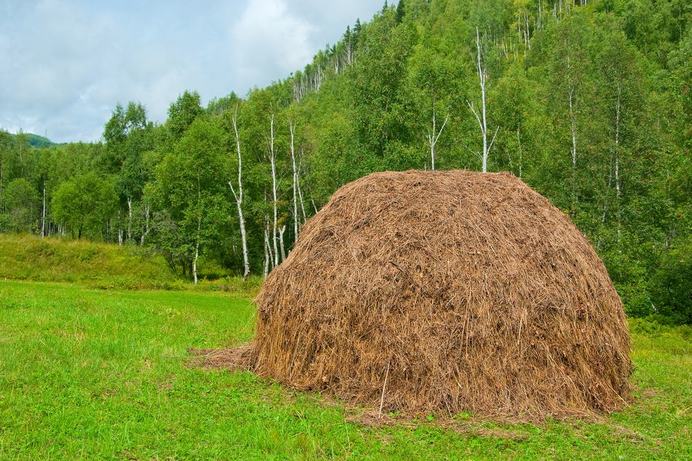 Needle in haystack