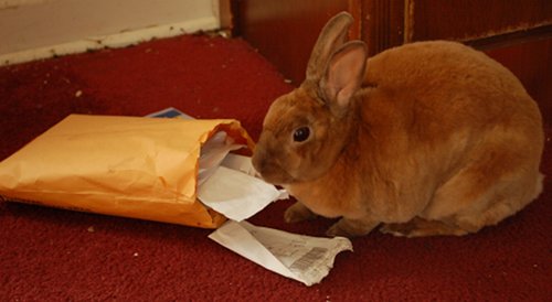 Rabbit eating important receipts{{}}