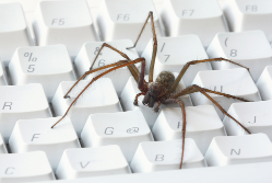 Spider on a white keyboard