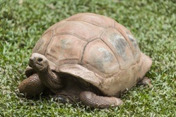 Tortoise - slow broadband?{{}}